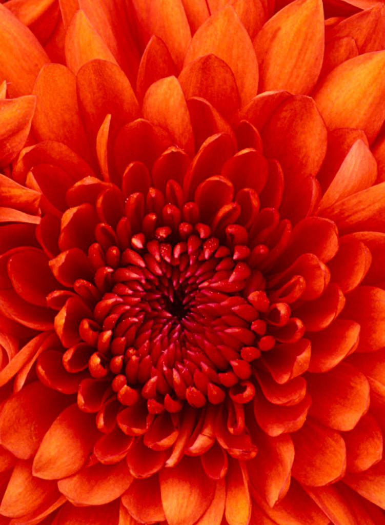 cropped-Chrysanthemum.jpg