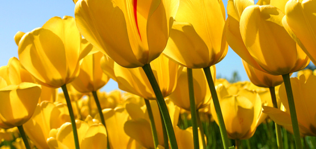 cropped-Tulips1.jpg